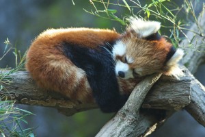 animal-cute-nature-red-panda-sleep-Favim.com-126322